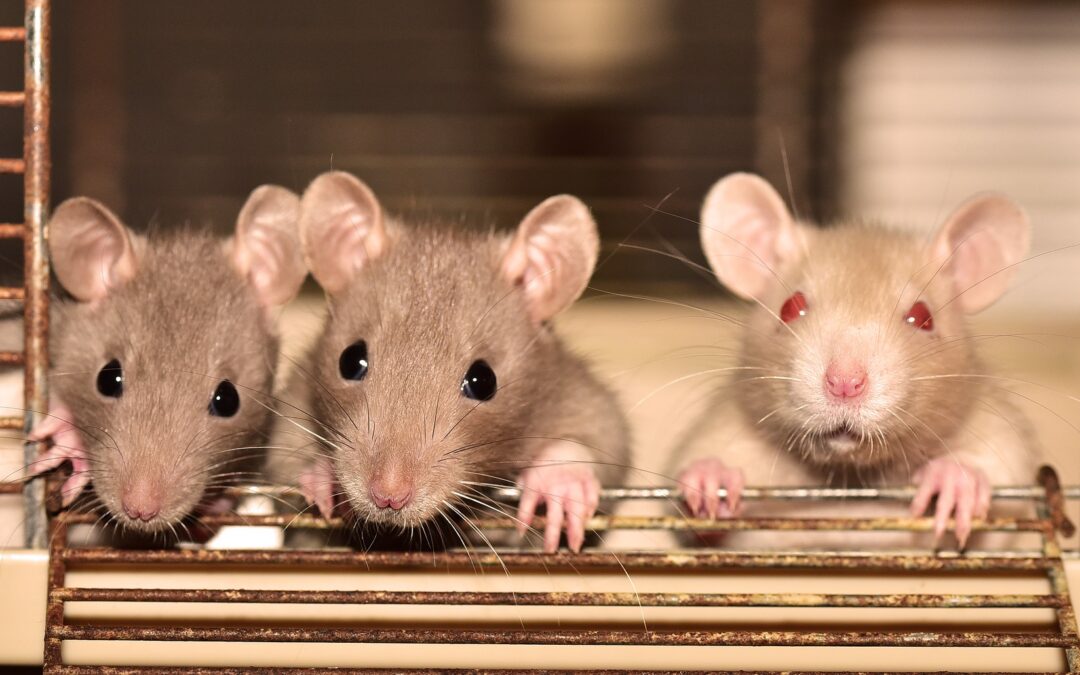 The Relationship Between Maternal Care and Rat Behavior