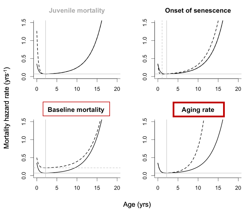 why do large dogs die younger