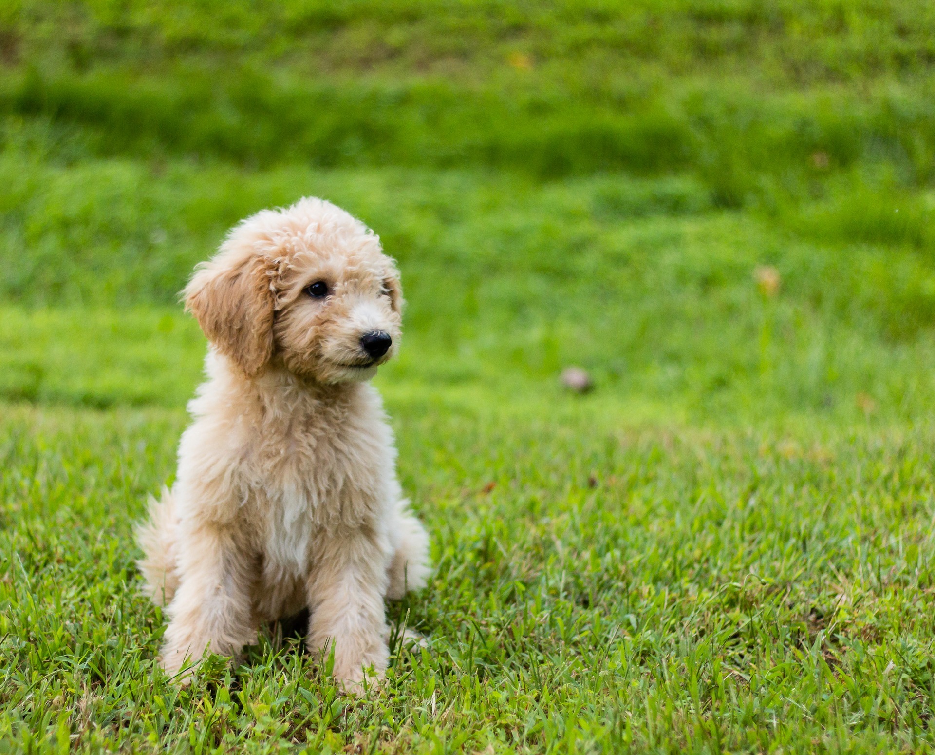 are curly coated retriever puppies lazy