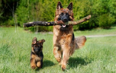Heritability of Behavior in Service Dogs