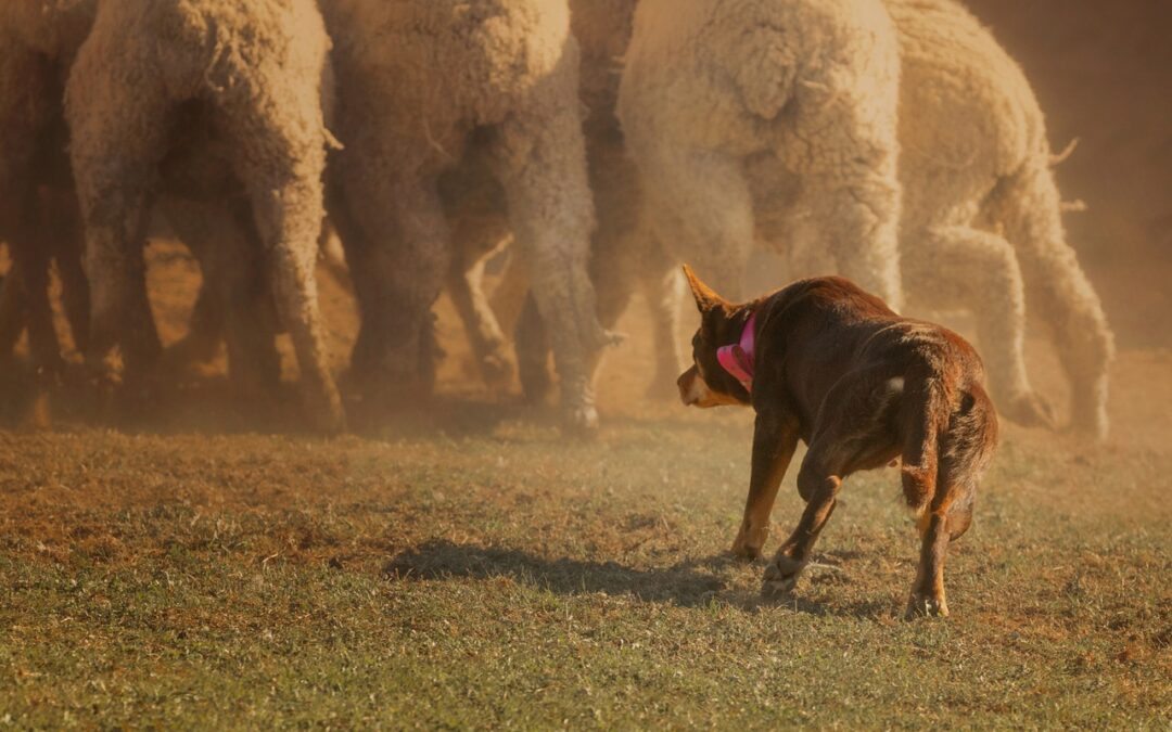 Behavioral Resilience in Australian Stock Working Dogs