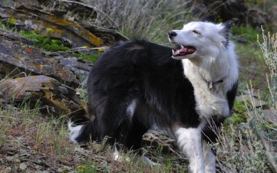 Variation in Neuroanatomy Across Dog Breeds