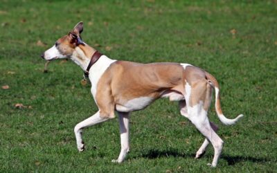 What Genes Control White Spotting in Dogs?