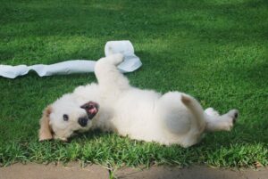 puppy rolling in grass