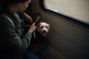 puppy on train