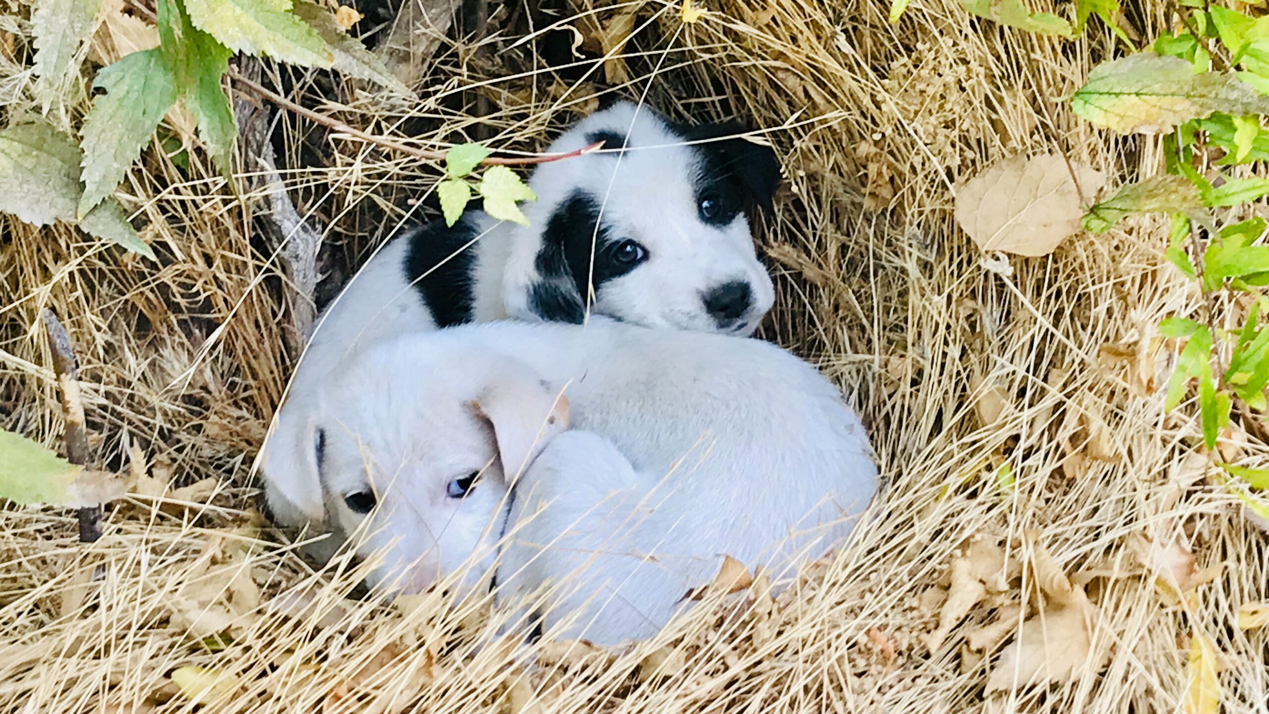 puppies cuddled together