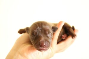 newborn puppy in hand