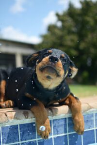 rottie puppy playing by a pool