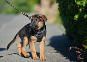 german shepherd puppy on leash