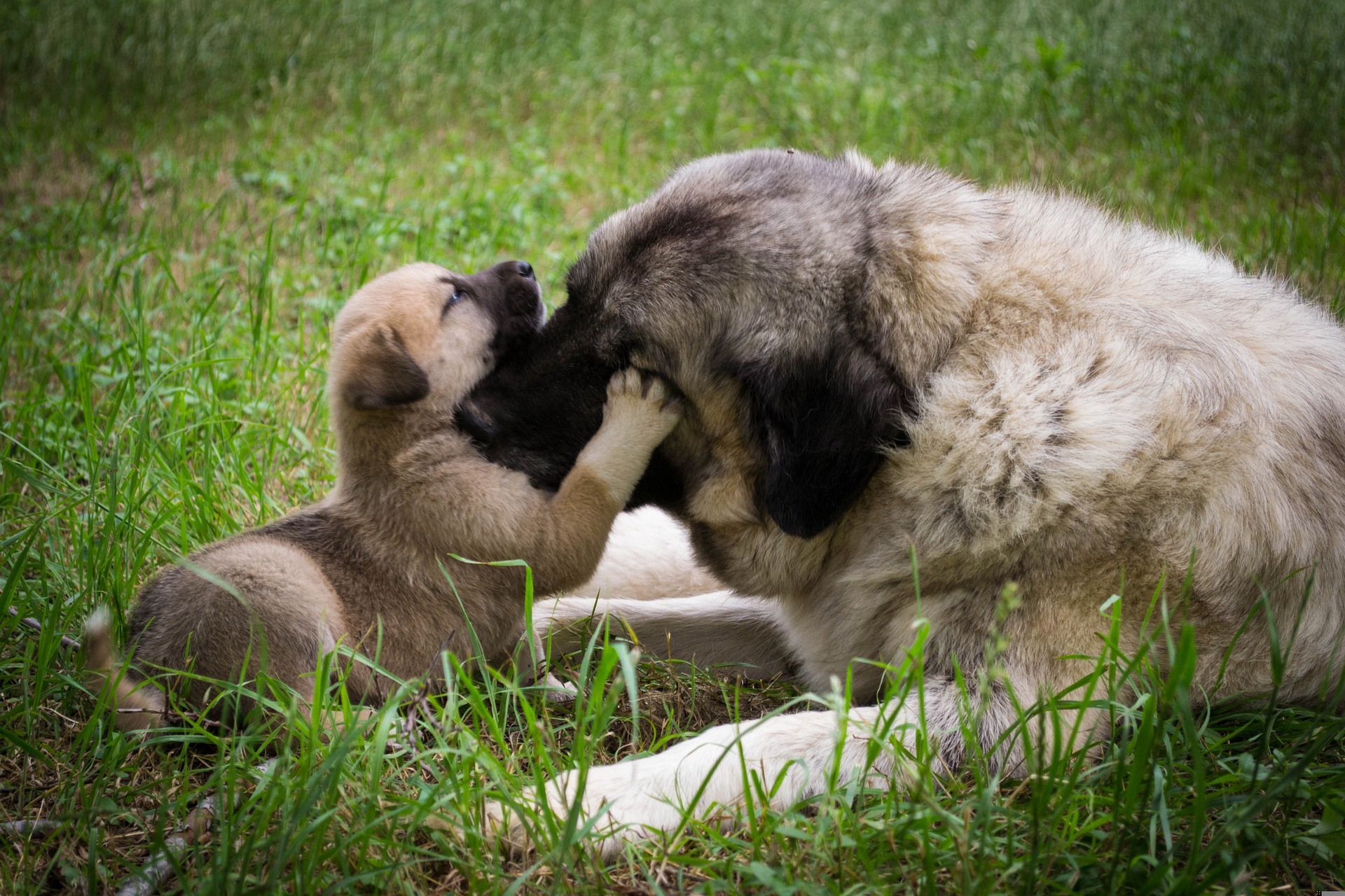 behavioral problems in dogs