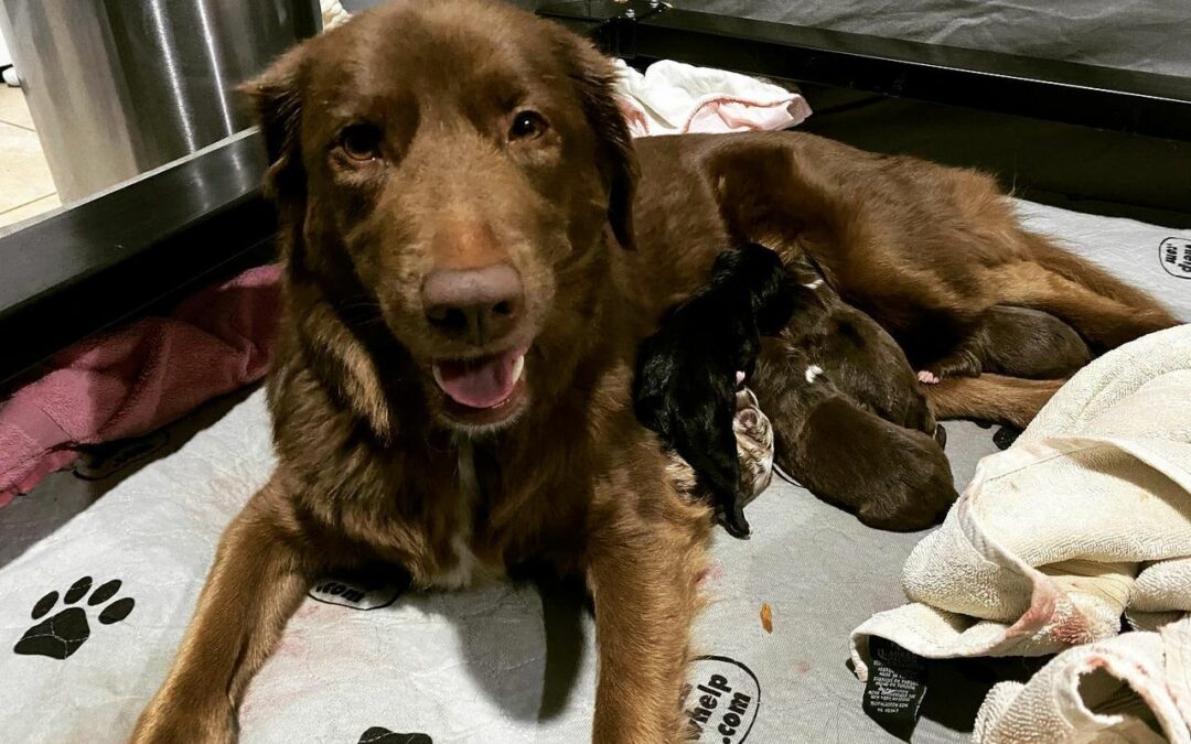 brown dog looking happy with puppies