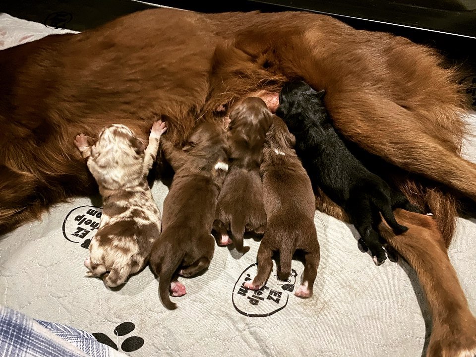 puppies nursing on brown dog