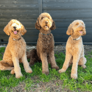 Three doodle-type dogs