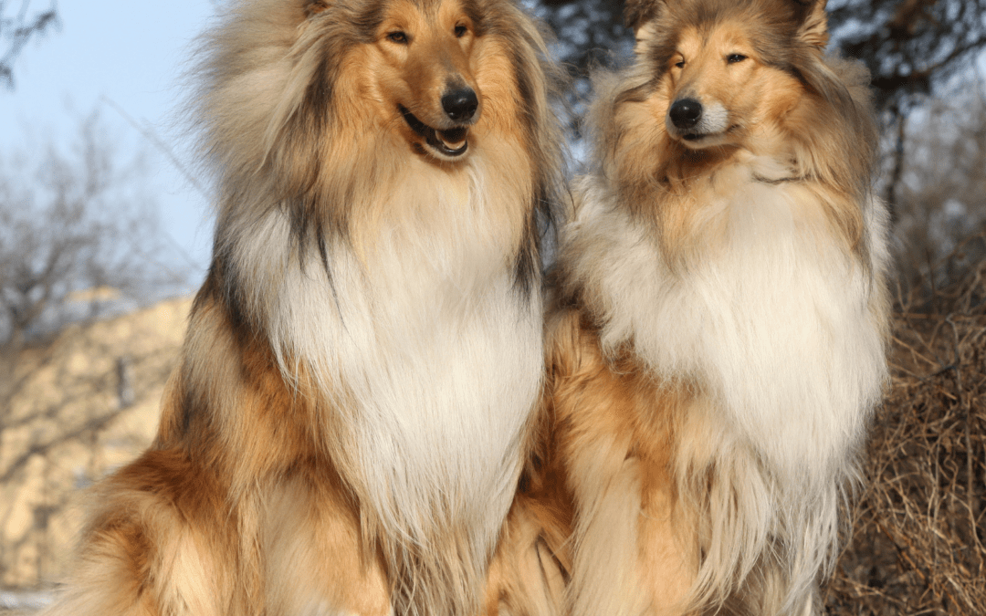 Claire Apple: Farmcollies and the American Working Farmcollie Association