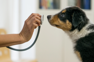 Australian Shepherd Puppy at the vet