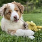 Red tri merle aussie puppy chewing a toy