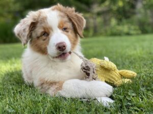 Red tri merle aussie puppy chewing a toy