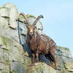 An Alpine Ibex standing on a big rock