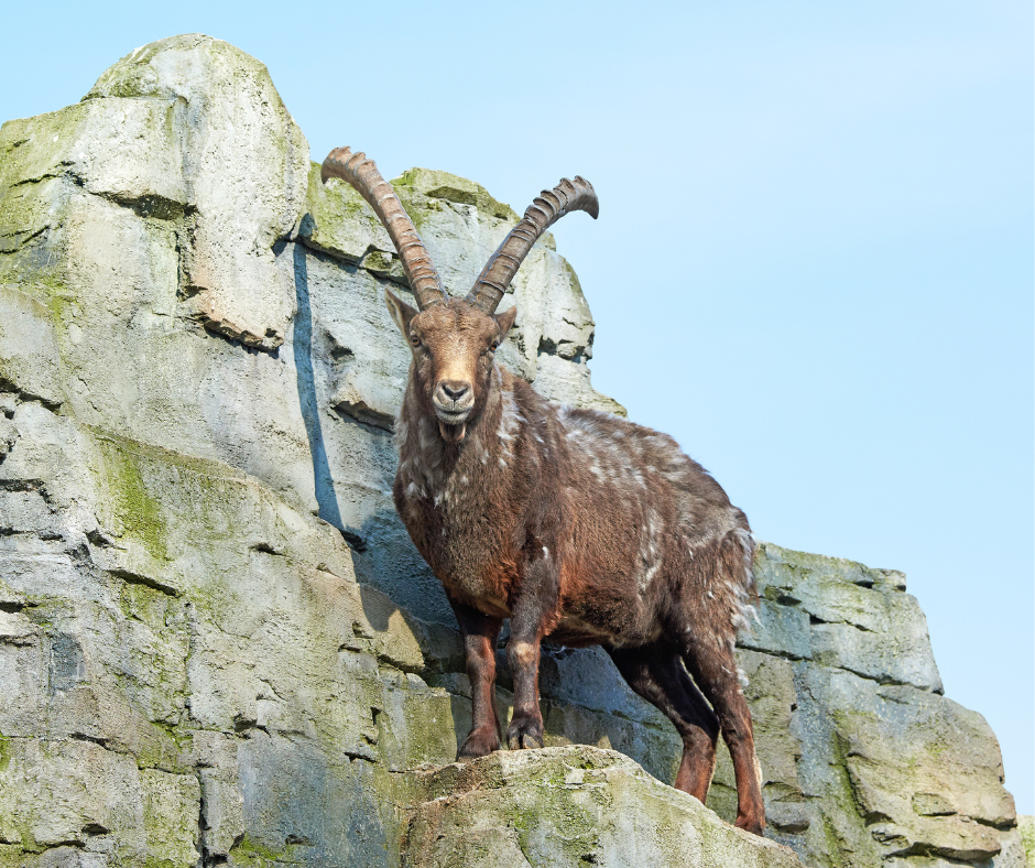 An Alpine Ibex standing on a big rock