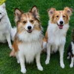 Four Figment Vulpine Spitz dogs