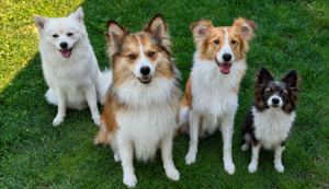 Four Figment Vulpine Spitz dogs